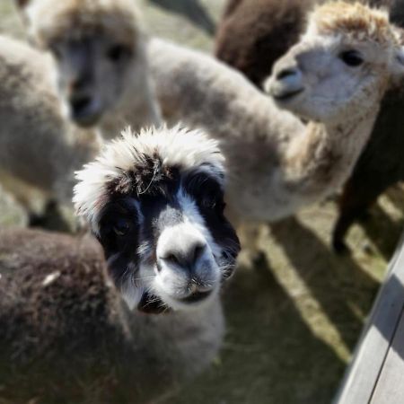Ferienwohnung Bungenhof Alpacas Целле Екстер'єр фото