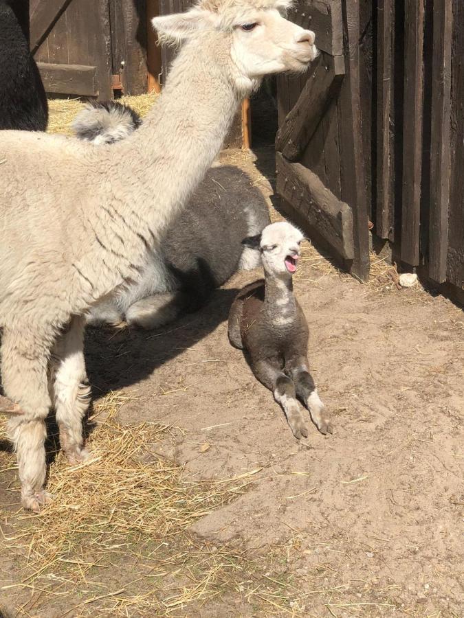Ferienwohnung Bungenhof Alpacas Целле Екстер'єр фото